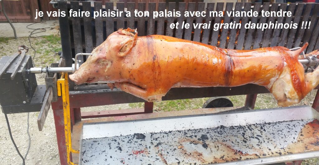 cochon fin avec palais